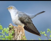 Pássaro-xaréu-Cuco (5)