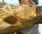 Peixe Badejo (6)