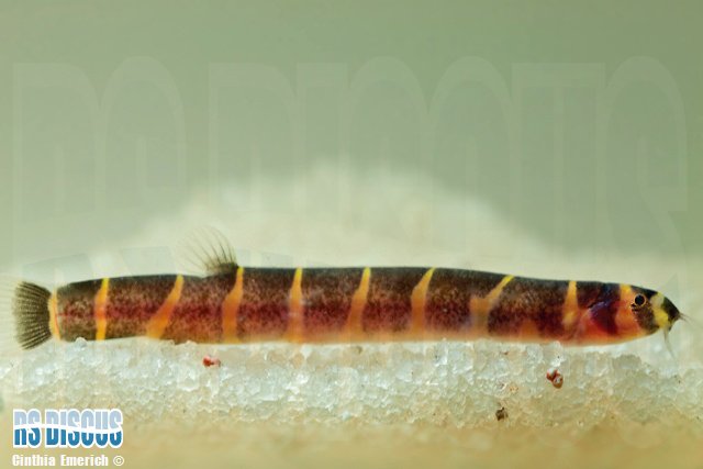 Peixes de aquário - A cobrinha kuhli (Pangio kuhlii) é um peixe cobitídeo,  nativo do Sudeste asiático, que mede em torno de 7 cm e é muito colorido,  apresentando o corpo listrado