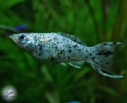 Peixe Molinesias (3)