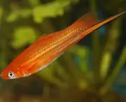 Peixe Molinesias (6)