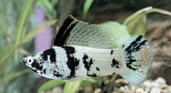 Peixe Molinesia Reproducao Tipos De Molinesia E Como Criar Animais Cultura Mix