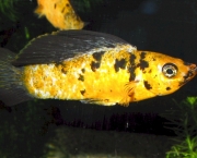 Peixe Molinesias (7)