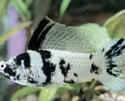 Peixe Molinesias (9)