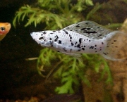 Peixe Molinesias (11)