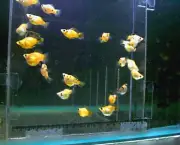Peixe Molinesias (12)