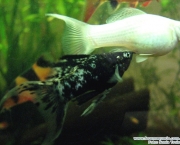 Peixe Molinesias (13)