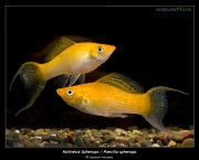 Peixe Molinesias (15)