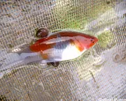 Peixe Molinesias (16)