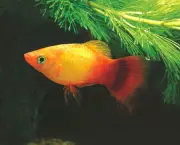 Peixe Platis (17)