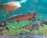 Peixes para Aquário (1)