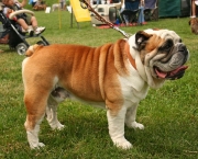 Pequeno Bulldog Ingles (5)