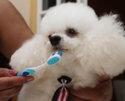 08/09/2010. CrÃ©dito: ValÃ©rio Ayres/Esp. CB/D.A Press. Brasil. BrasÃ­lia - DF. O cachorro Poodle Tiquinho, de 4 anos, faz higiene bucal periodicamente.