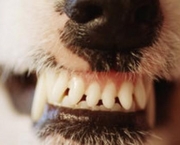 Perda Dos Dentes Nos Animais (16)