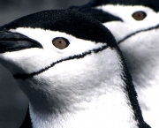 Pinguim-de-Barbicha2