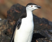 Pinguim-de-barbicha-Pygoscelis-antarctica