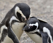 Pinguim-de-Magalhães (1)