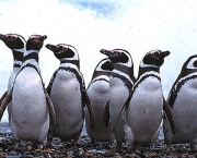 Pinguim-de-Magalhães (2)