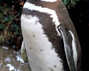 Pinguim-de-Magalhães (3)