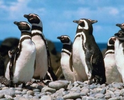Pinguim-de-Magalhães (4)