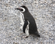 Pinguim-de-Magalhães (5)