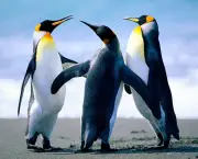 17927__emperor-penguins_p