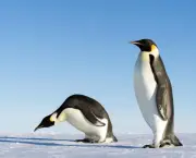 Pinguins-ciclo-vivo