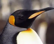 pinguim-imperador-620-size-598