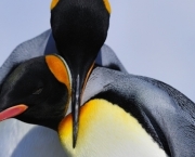 Pinguim-Rei (1)