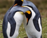 Pinguim-Rei (2)