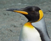 Pinguim-Rei (3)