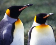 King Penguins on Heard Island