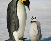 Pinguins-Imperador (1)