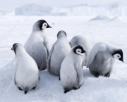 Pinguins-Imperador (2)
