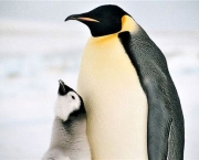 Pinguins-Imperador (3)