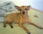 pinscher-marrom-2