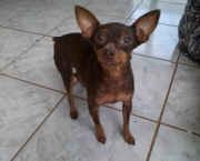 pinscher-marrom-3