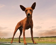 pinscher-marrom-5