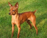 pinscher-marrom-6