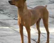 pinscher-marrom-7