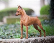 pinscher-marrom-9