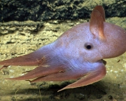 Polvo-Dumbo (Grimpoteuthis) (1)