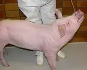 Porco (6)