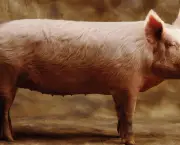 Porco (11)