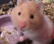 Preço Do Hamster (3)