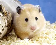 Preço Do Hamster (6)
