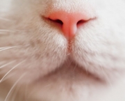 problemas-respiratorios-gatos (4)