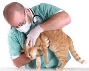 problemas-respiratorios-gatos (6)