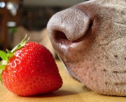 Melhores Frutas Para Dar ao Cães (2)