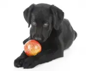 Melhores Frutas Para Dar ao Cães (3)